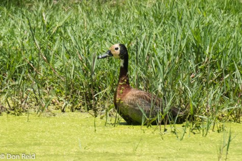 White-faced Duck on farm dam