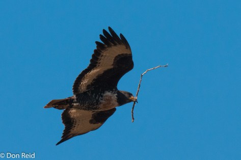 Jackal Buzzard with nest material (July 2015) - pretty sure it's the same pair that I saw on BBD 2016 - this time with a juvenile nearby