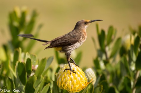 Cape Sugarbird - loves the Pincushions!