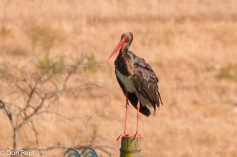 Black Stork