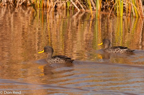 Yellow-billed Duck