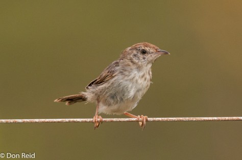 Grey-backed Cisticola