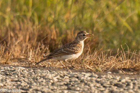 Large-billed Lark - often heard before being seen, with its "squeaky gate" call