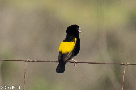 Yellow Bishop