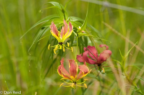 Flame Lily, Caprivi Houseboat Lodge