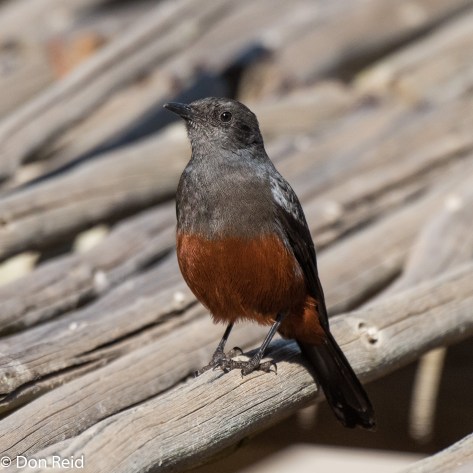 Mocking Cliff-Chat (Male), Verlorenkloof