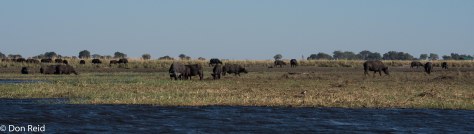 African Buffalo, Chobe River Boat Trip