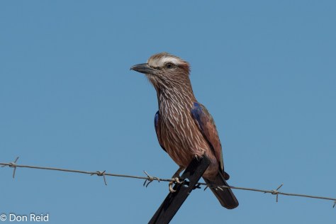 Purple Roller, Kasane