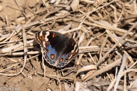 Butterfly ? , Onverwacht farm, Vryheid