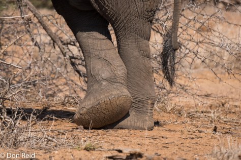 Elephant, KNP
