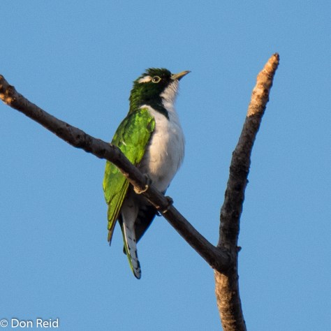 Klaas's Cuckoo, Olifants KNP