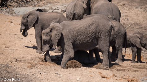 Elephants in dry river bed, KNP