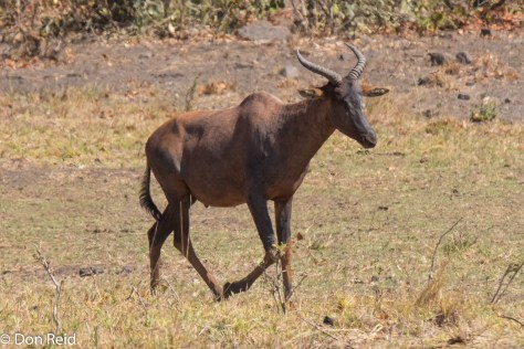 Tsessebe near Mopani