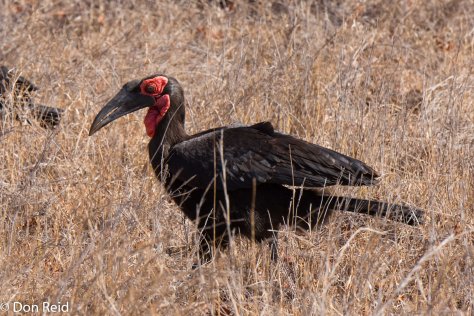 Southern Ground Hornbill
