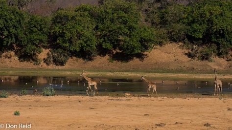 Giraffes in river, Letaba
