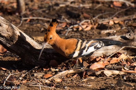 African Hoopoe, Olifants river