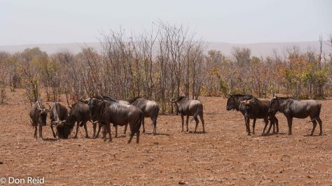 Blue Wildebeest, Mopani