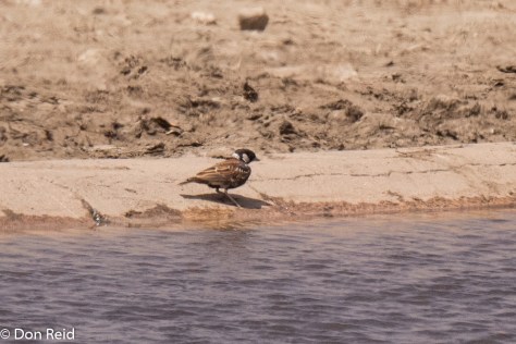 Chestnut-backed Sparrowlark