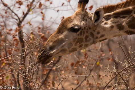 Giraffe, Letaba-Mopani road KNP