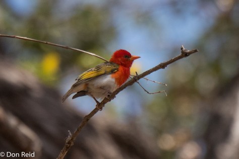 Red-headed Weaver, Mooiplaas picnic spot