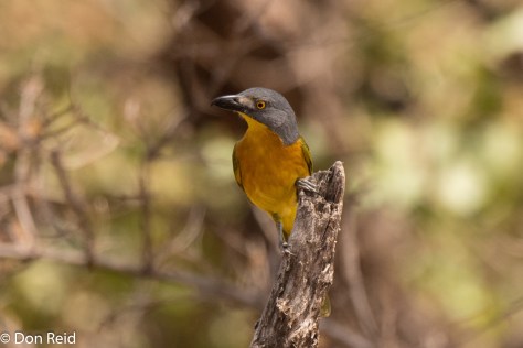 Grey-headed Bushshrike, Mooiplaas picnic spot