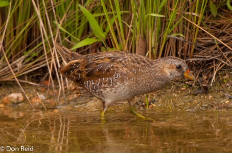 Spotted Crake, Waterfall Estate