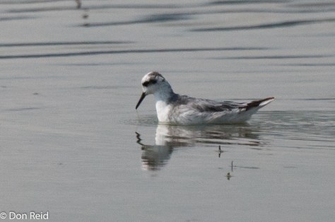 Red Phalarope, Mkhombo Dam