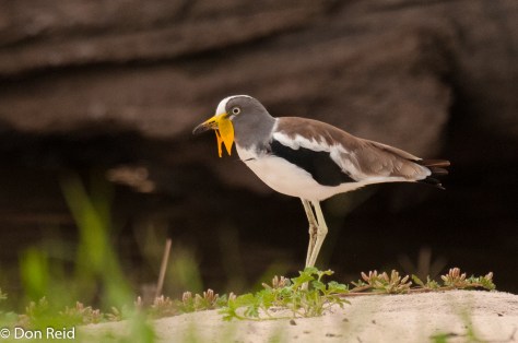 113 White-crowned Lapwing, Seboba Nature Park - Kasane (290)