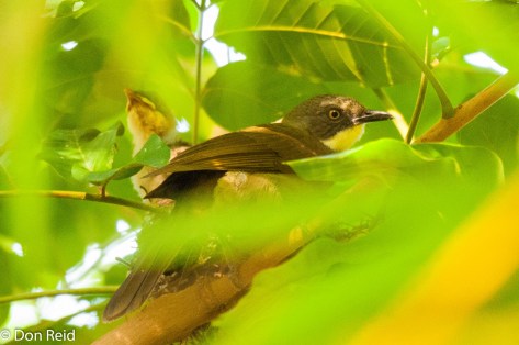 Yellow-throated Leaflove, Caprivi Houseboat Lodge
