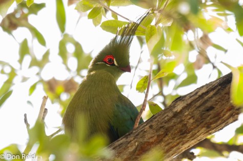 Schalow's Turaco, Caprivi Houseboat Lodge