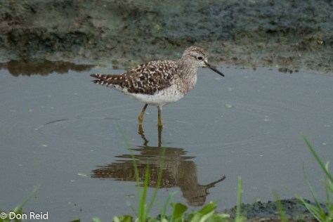 Wood Sandpiper, Kasane Water Treatment