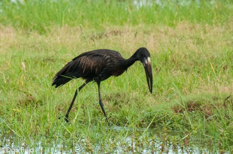 African Openbill, Chobe NP