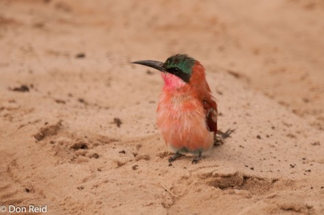 Southern Carmine Bee-Eater, Chobe NP