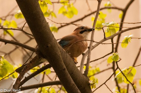 Eurasian Jay, Prague