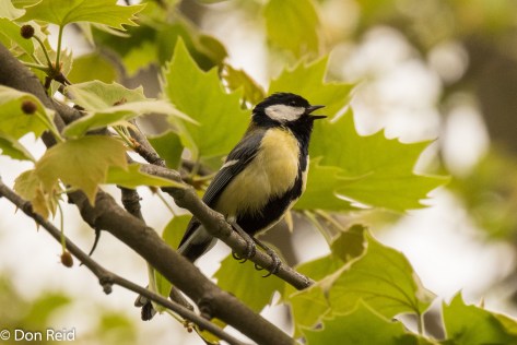 Great Tit, Vienna