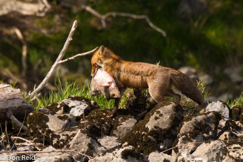 Red Fox with fish catch