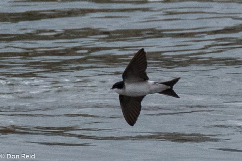 Common House Martin, Danube