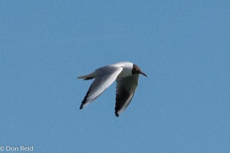 Black-headed Gull, Passau