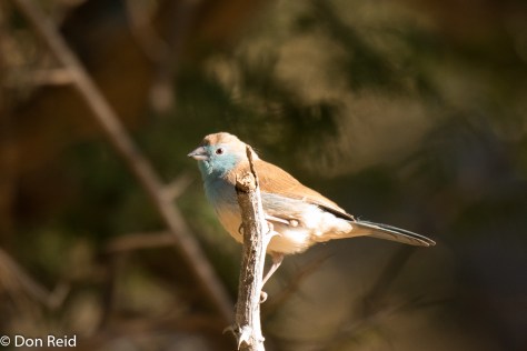 Blue Waxbill, Seboba Nature Park Kasane