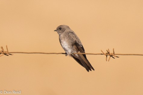 Brown-throated Martin, Delmas area