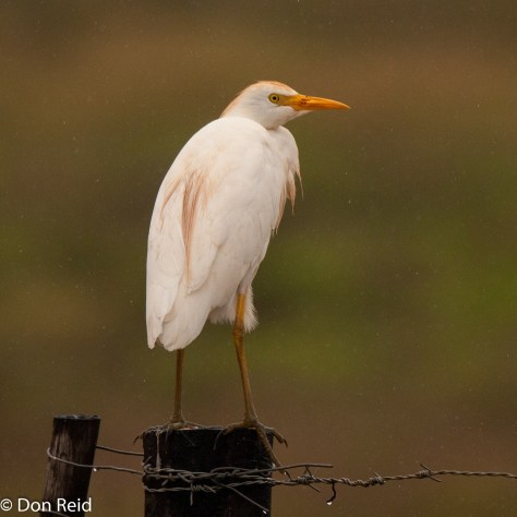 Cattle Egret, Herbertsdale south