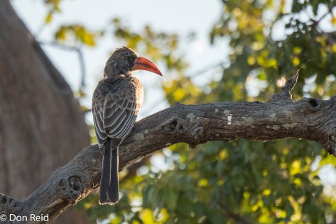 Bradfield's Hornbill, Chobe Riverfront