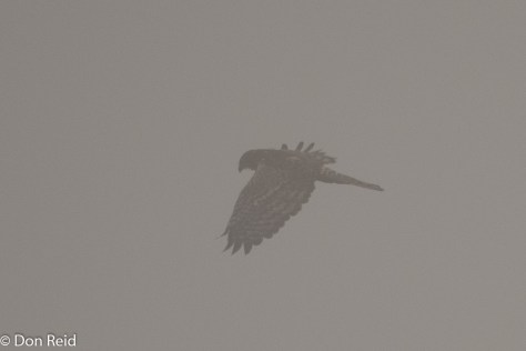 African Marsh-Harrier, Delmas area