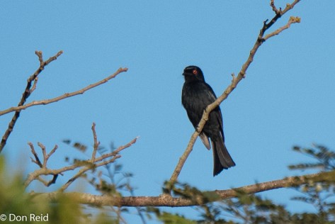 Square-tailed Drongo, Ongoye Forest Reserve