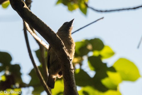 Green Barbet, Ongoye Forest Reserve