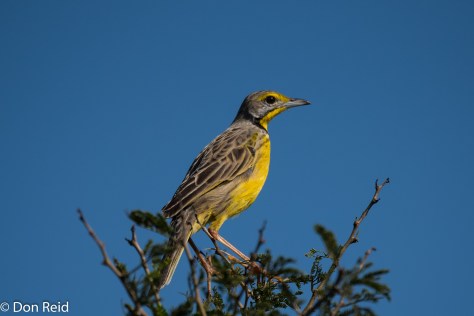 Yellow-throated Longclaw, Mtunzini