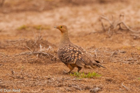Namaqua Sandgrouse, New Holme Guest Farm, Hanover