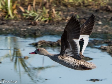 Cape Teal, Sappi Mill KwaDakuza