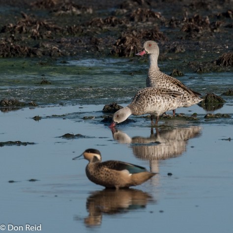 Cape and Hottentot Teal, Sappi Mill KwaDakuza