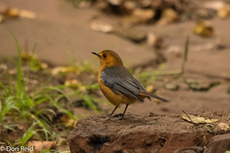Red-capped Robin-Chat, Pigeon Valley